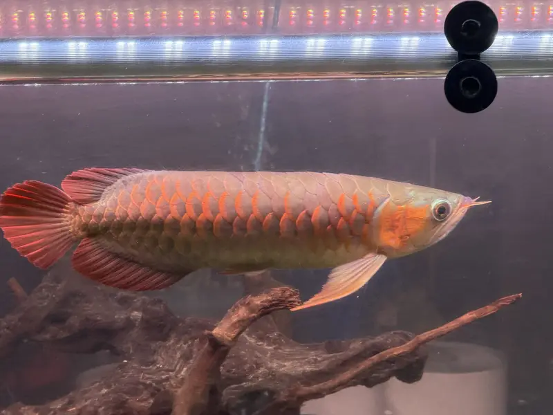 Monster Fish
