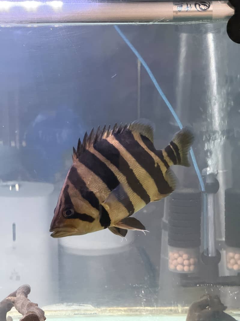 Monster Fish Collection 1