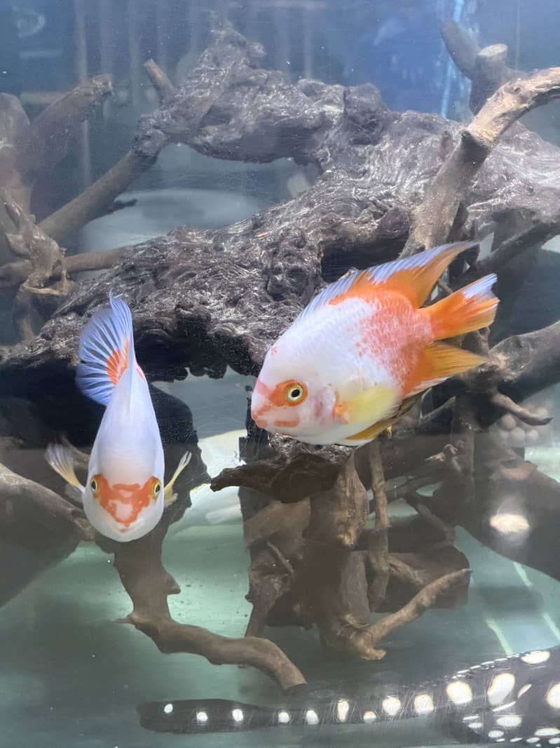 Monster Fish Collection 2