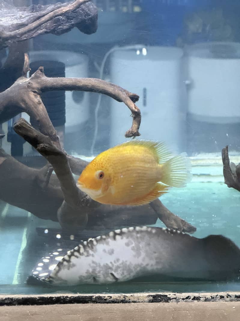 Monster Fish Collection 3