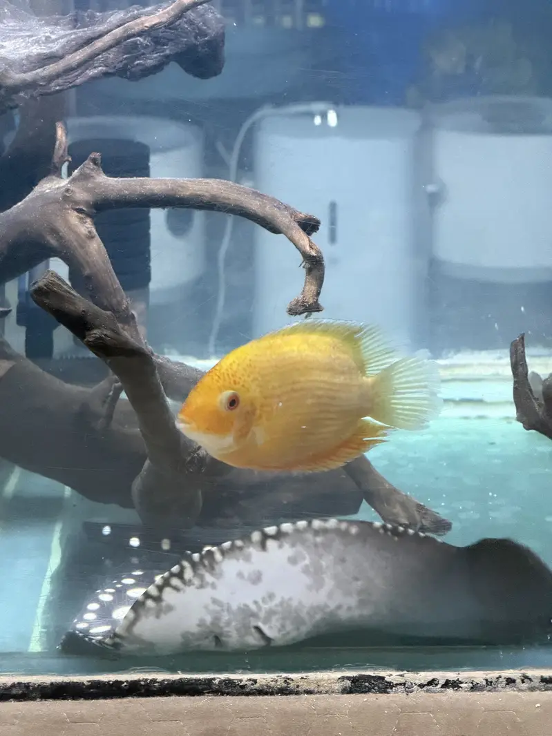 Monster Fish — photo 4
