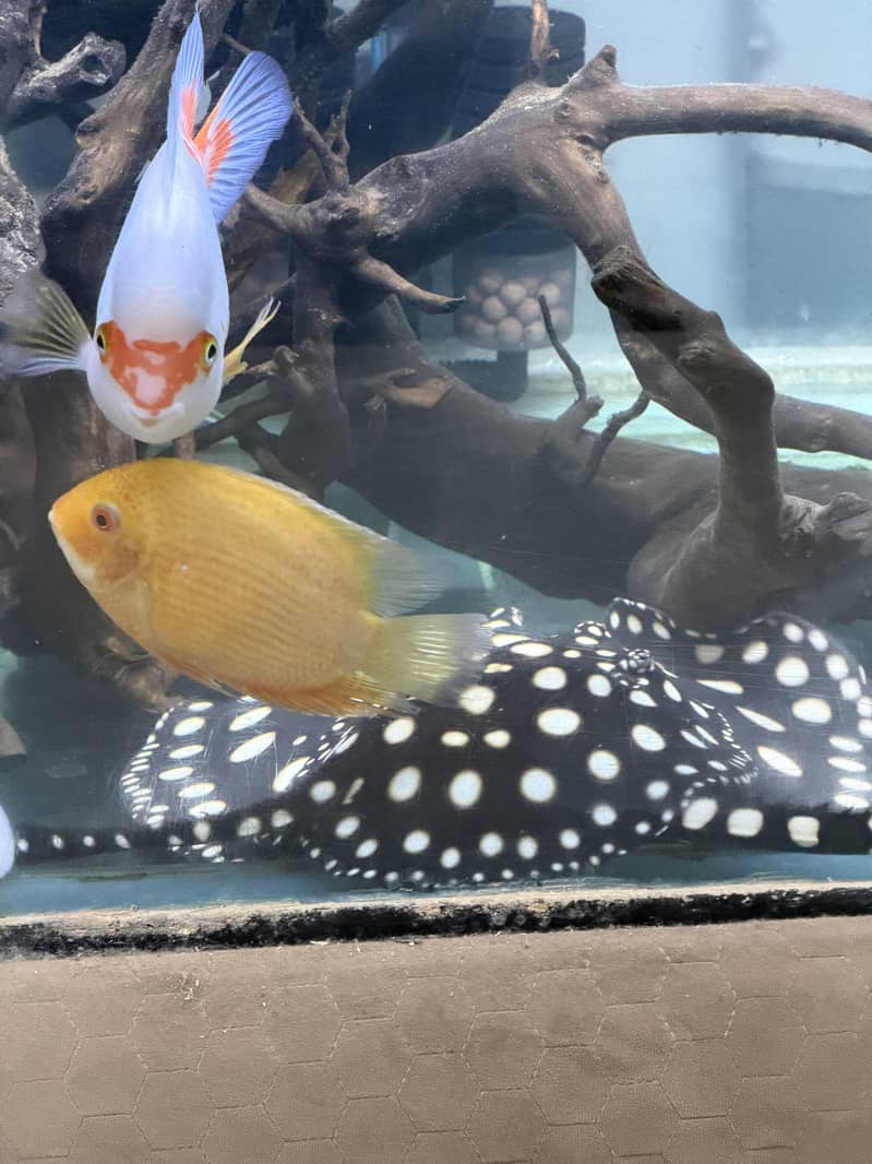 Monster Fish Collection 4