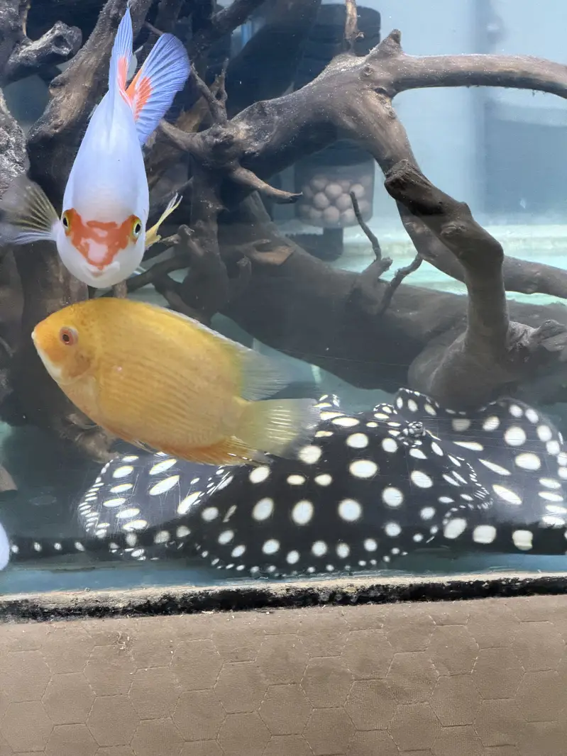 Monster Fish — photo 5