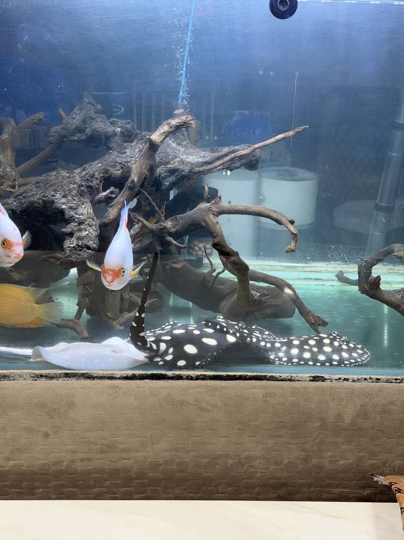 Monster Fish Collection 5