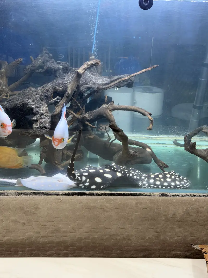 Monster Fish — photo 6