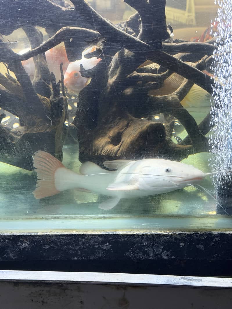 Monster Fish Collection 6