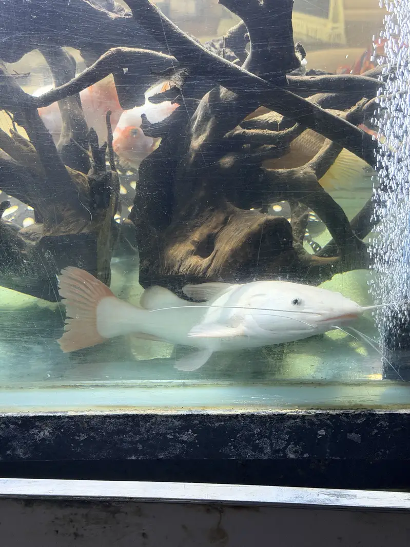 Monster Fish — photo 7