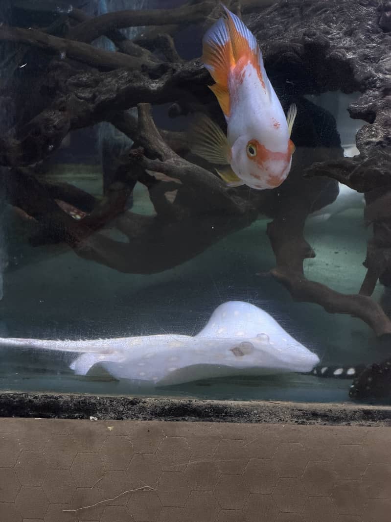 Monster Fish Collection 7