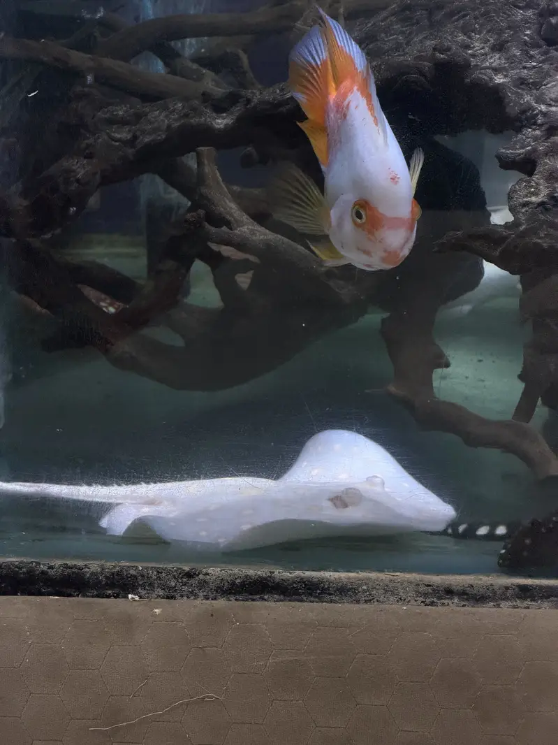 Monster Fish — photo 8