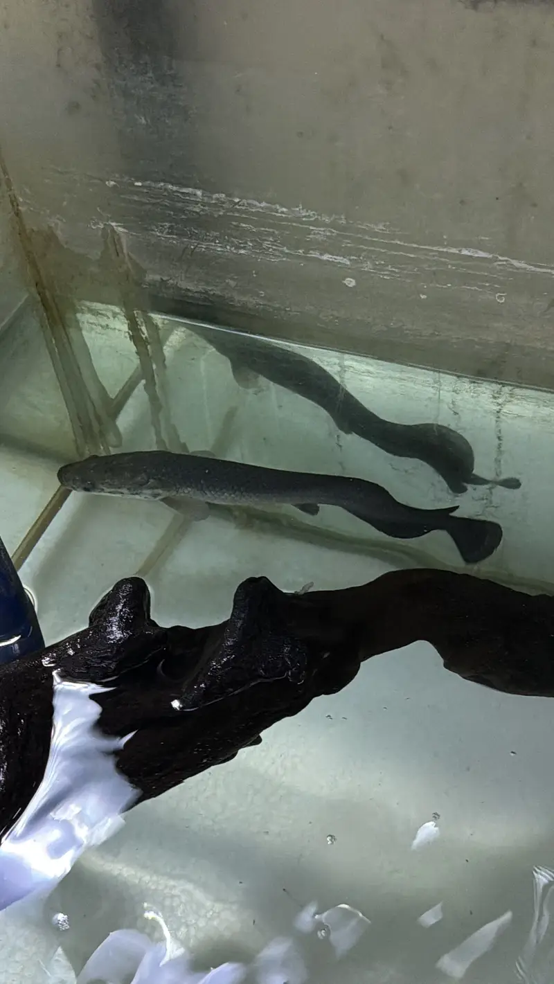 Monster Fish — photo 9