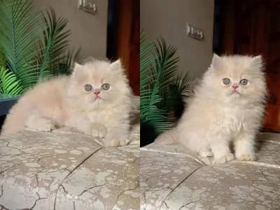 Persian kittens | Triple coated kittens | kittens for sale