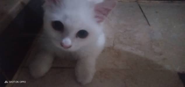 Cat for sale location faislabad Abdullah pur canal road 03217050209