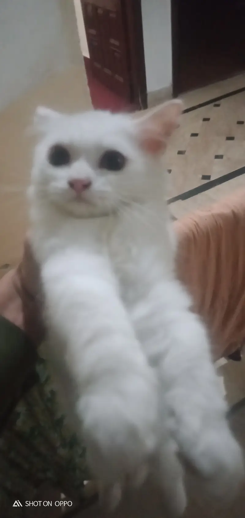 Cat for sale location faislabad Abdullah pur canal road 03217050209 — photo 2