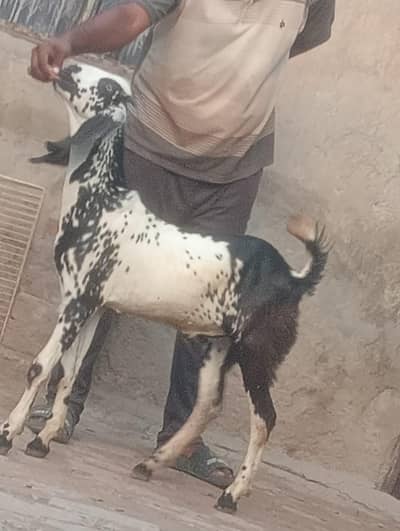 Desi kheera Bakra sale