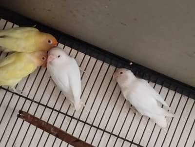 love birds for sale