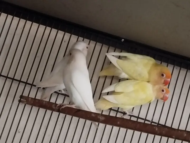 love birds for sale — photo 3
