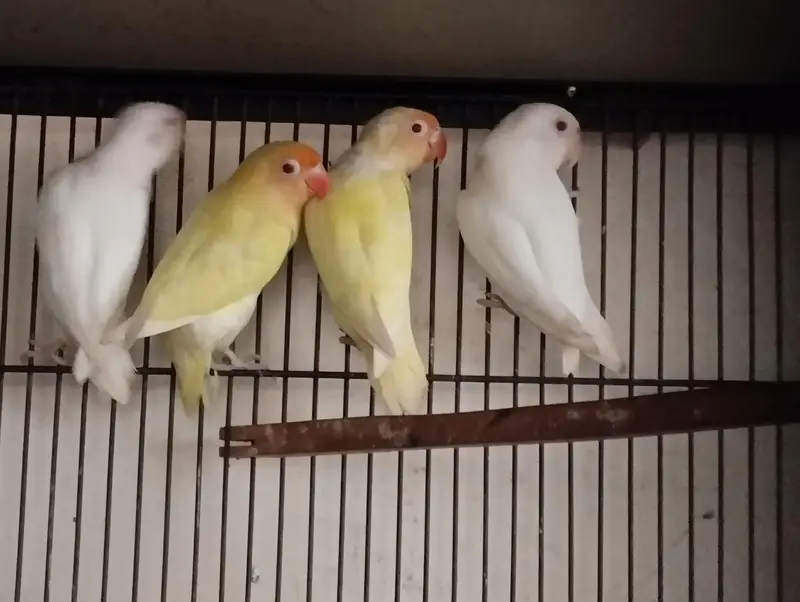 love birds for sale — photo 4