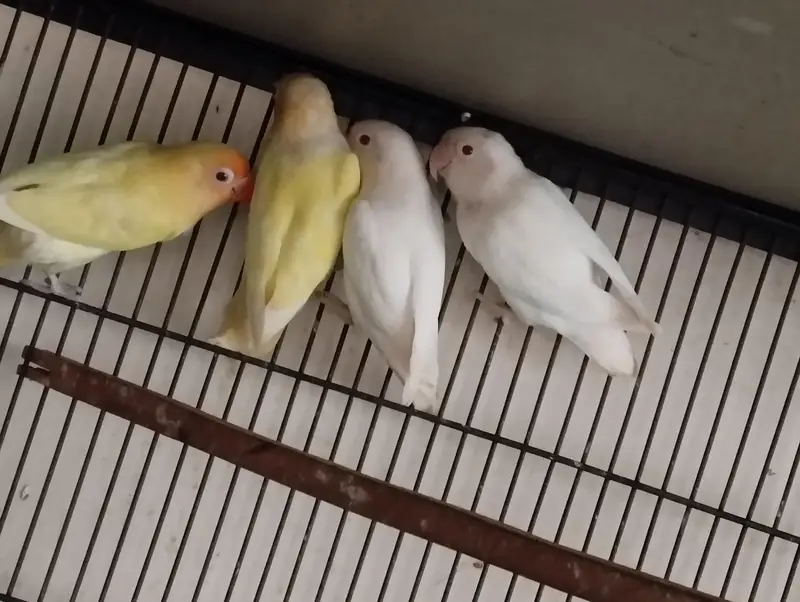 love birds for sale — photo 6