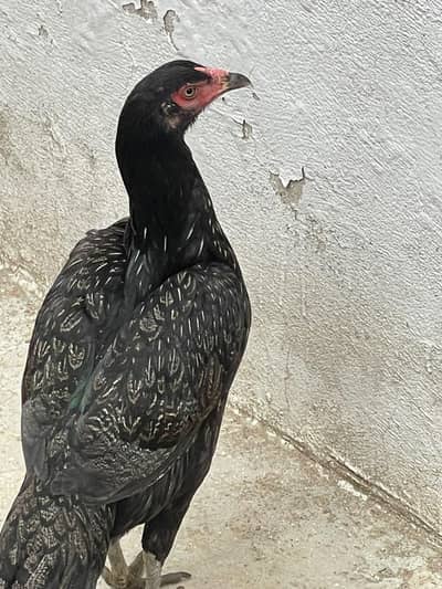 mashaallah nice hens