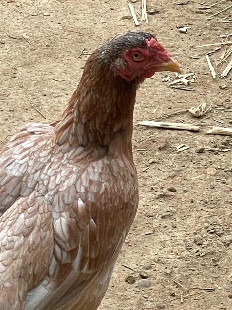 mashaallah nice hens — photo 4