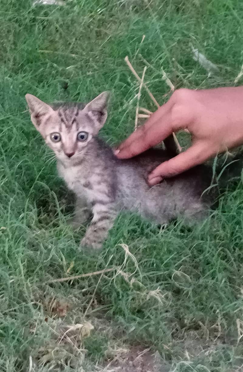 cute cat 0
