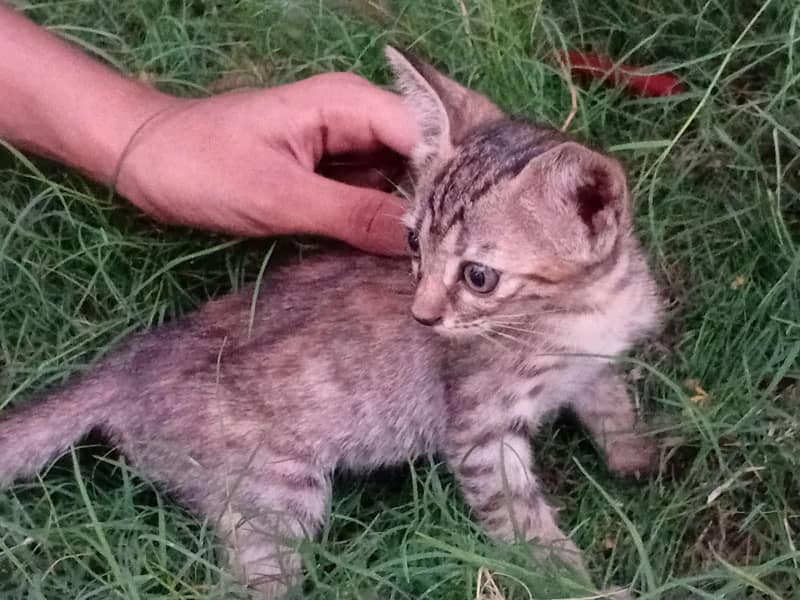 cute cat 1