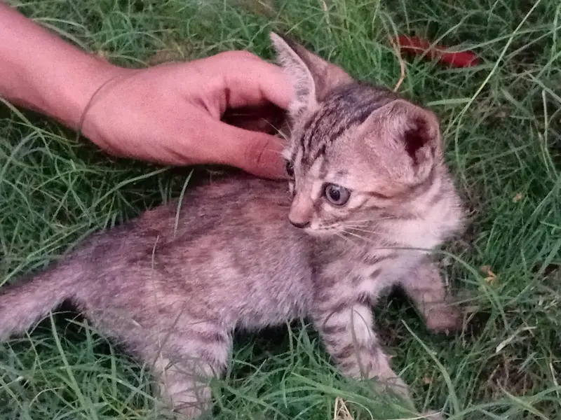cute cat — photo 2