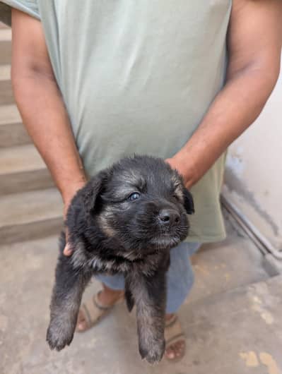 German shepherd