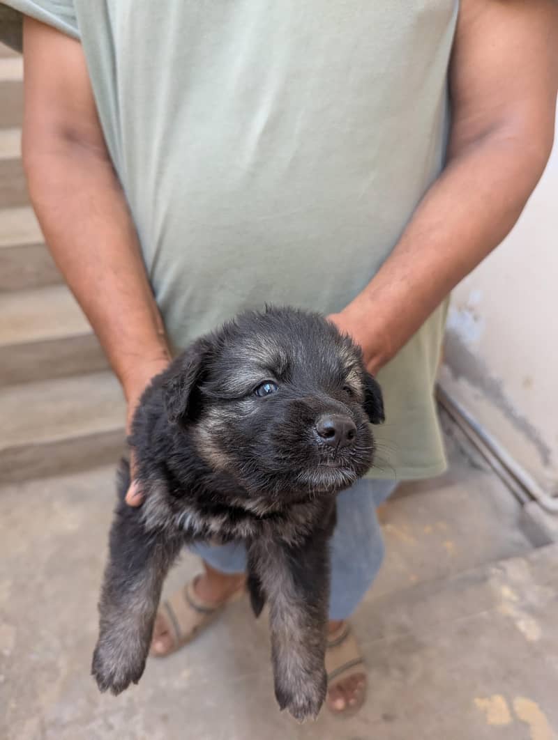 German shepherd 0