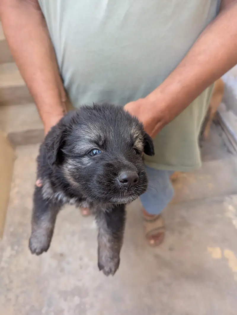 German shepherd — photo 2