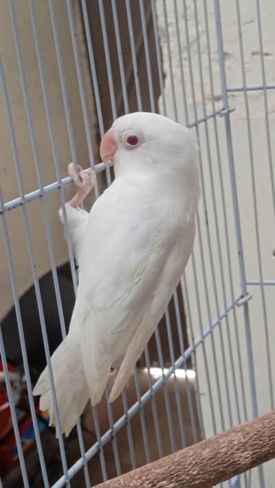 Lovebird Quality pair for sale - [Reasonable Price]