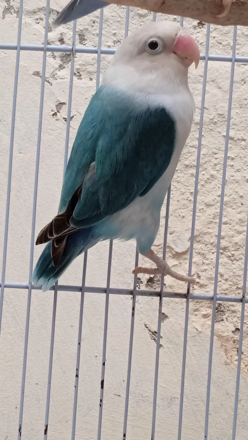 Lovebird Quality pair for sale - [Reasonable Price] — photo 2