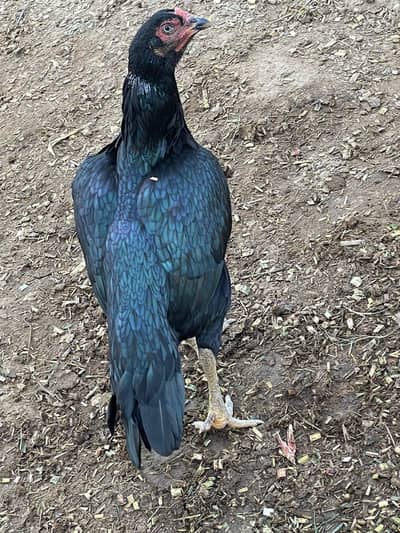 Aseel two Hen / cock