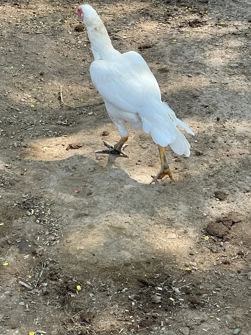 Aseel two Hen / cock — photo 2