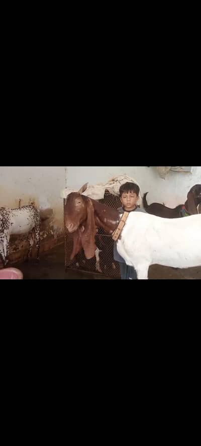 kamori pateri bakri ok