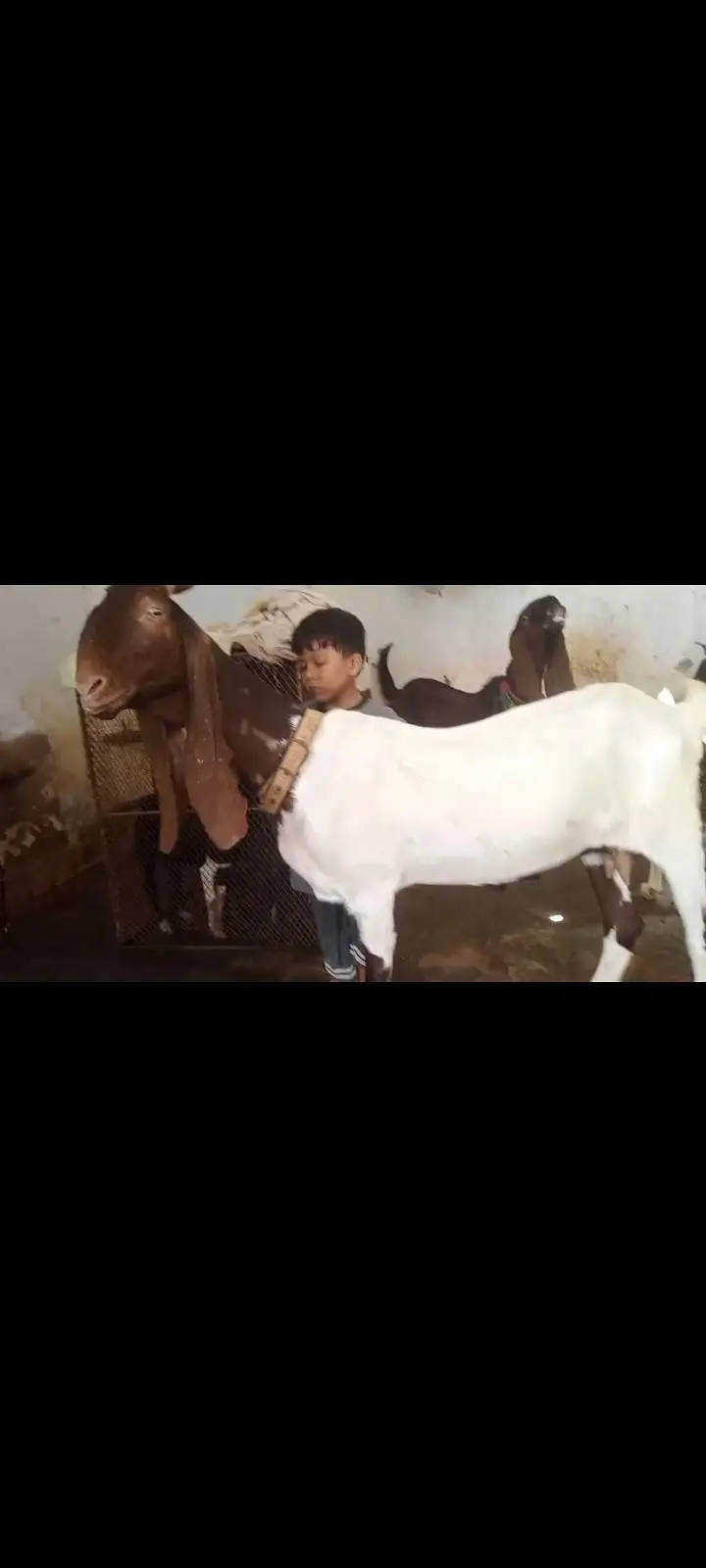 kamori pateri bakri ok — photo 2