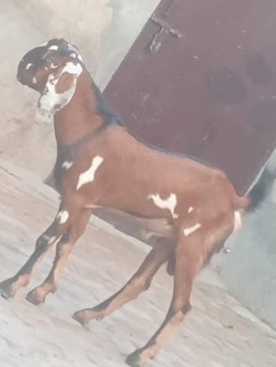 nagra daba kheera bakra for sale 2027 ki qurbani ka Liye
