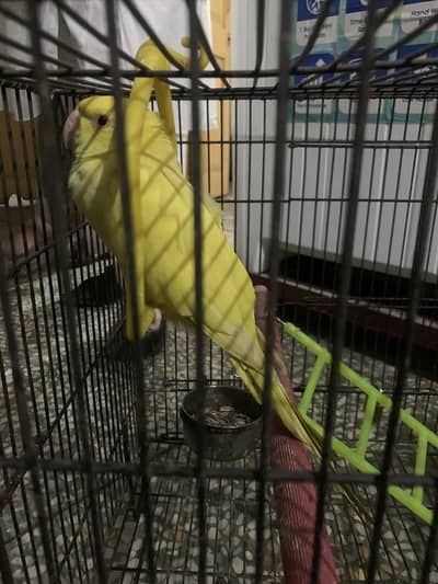 Yellow ringneck