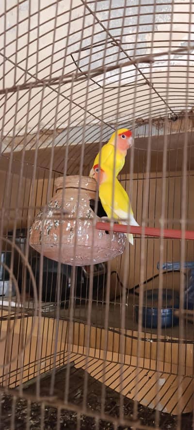 2 Lutino Red Eyes Healthy Breeder Males