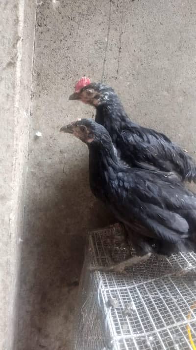 Australorp 100%
