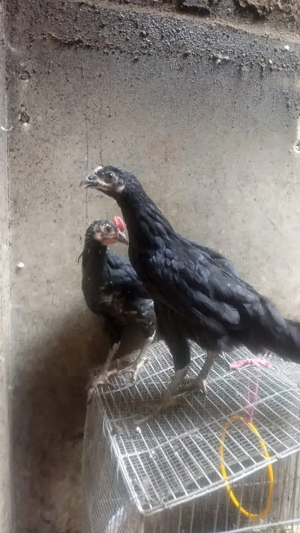 Australorp 100% — photo 2