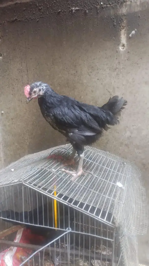 Australorp 100% — photo 3