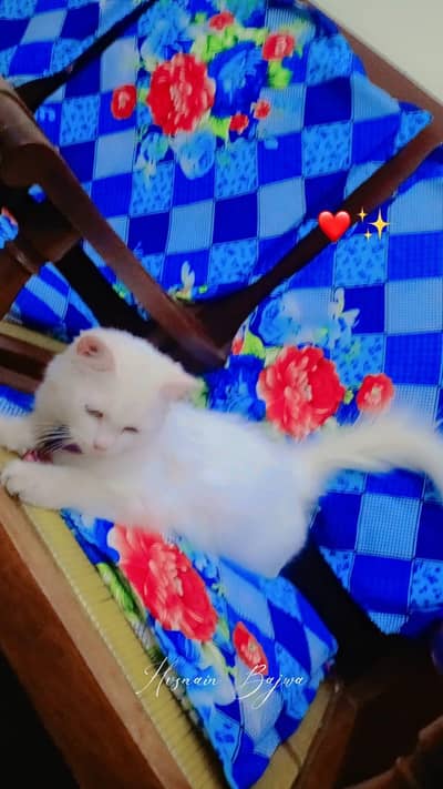 CAT FOR SALE