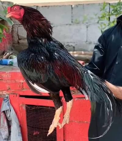 Mushka lakha Aseel Breeder for sale