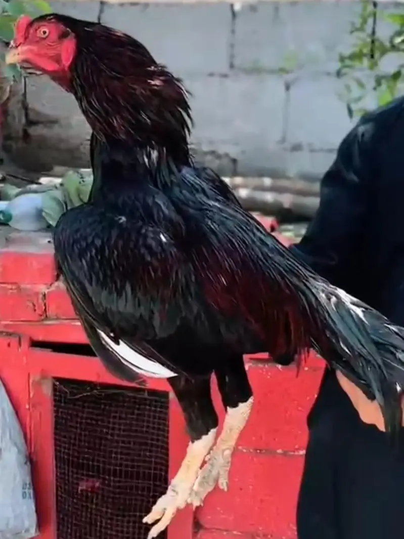 Mushka lakha Aseel Breeder for sale — photo 3