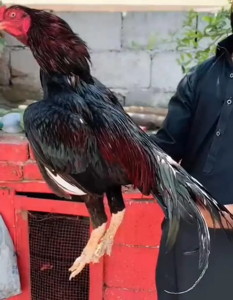 Mushka lakha Aseel Breeder for sale — photo 4