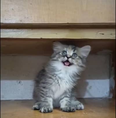 persian kitten /brown/fawn/calico  female /triple coat/ kitten