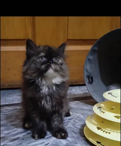 persian kitten /brown/fawn/calico  female /triple coat/ kitten