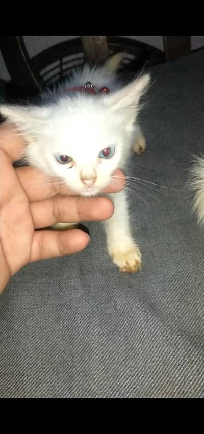 persian double coat 2kittens blue eyes