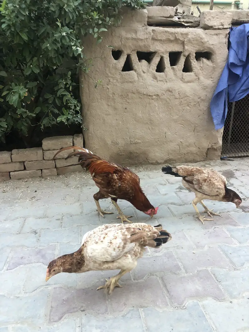 Aseel Murgha and Murghi — photo 2
